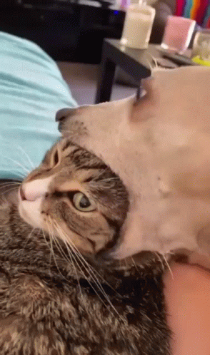 Dog Bites Cat's Head GIF