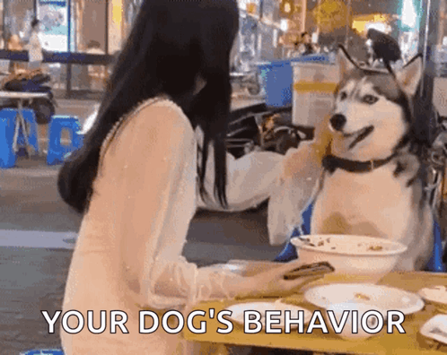Dog Bites Flash