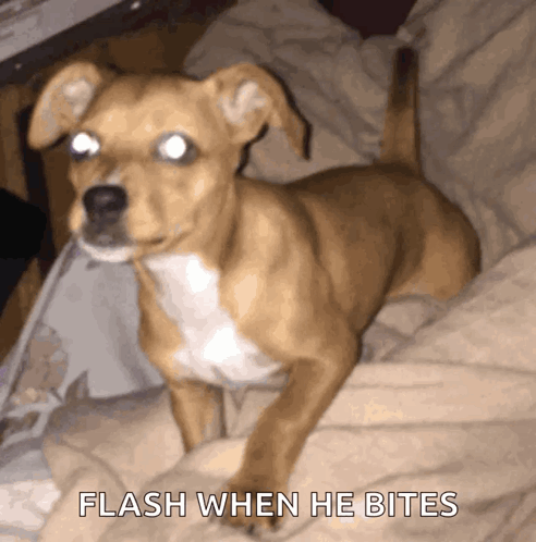Dog Biting Flash