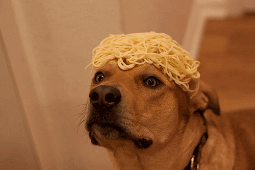 Dog Blinking Spaghetti On Head GIF