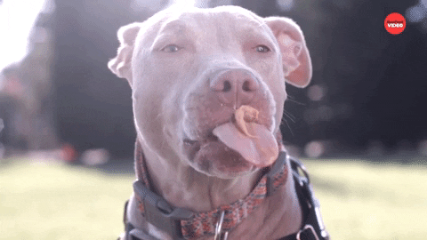 Dog Butter In Slow Motion GIF