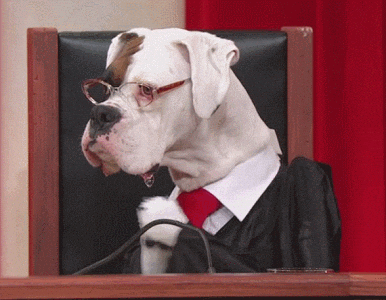 Dog Butter Judge GIF