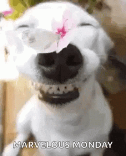 Dog Butterfly Marvelous Monday GIF