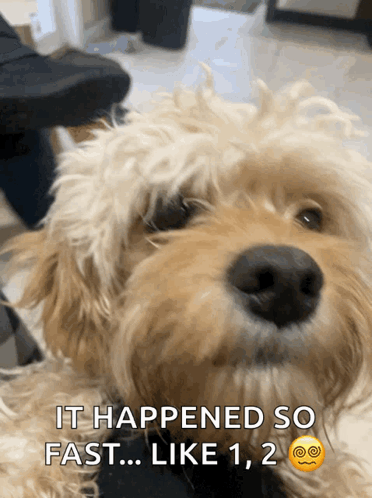 Dog Caption It Happened So Fast