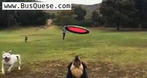 Dog Catches Frisbee In Field Www.busquese.com GIF