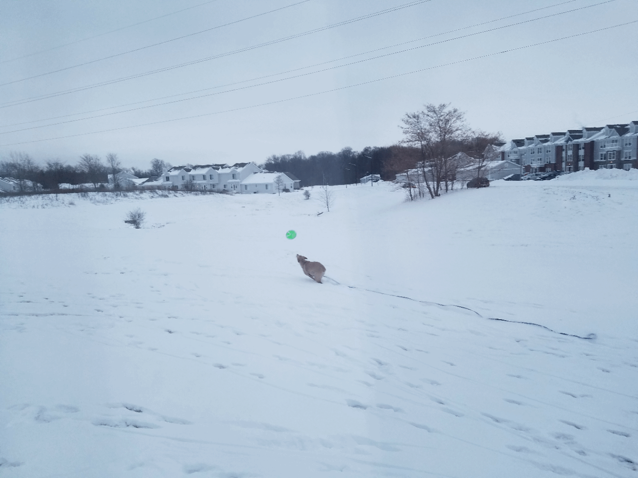 Dog Catching Frisbee In The Snow GIF