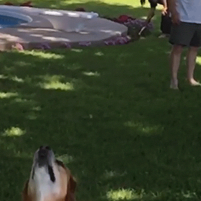 Dog Catching Frisbee GIF