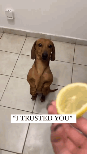 Dog Catching Lemon I Trusted You GIF