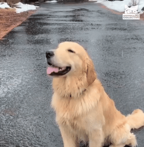 Dog Catching Snowflake GIF