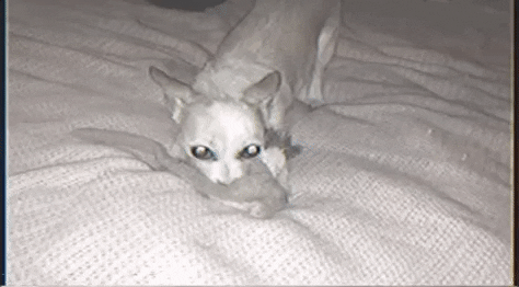 Dog Caught On Night Vision Biting Toy GIF
