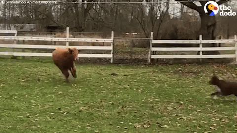 Dog Chasing Cute Cow GIF