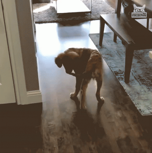 Dog Chasing Tail GIF