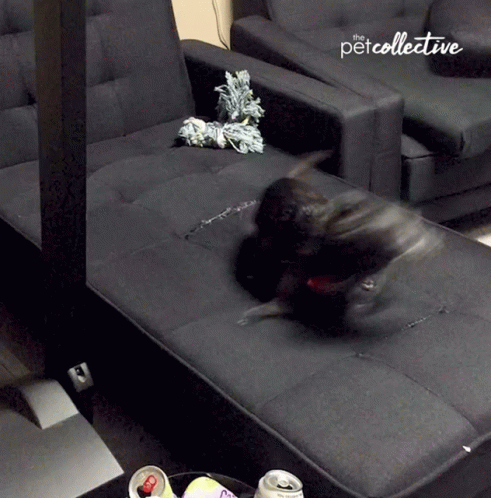 Dog Chasing Tail 491 X 498 Gif GIF