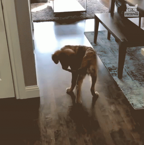 Dog Chasing Tail 494 X 498 Gif GIF