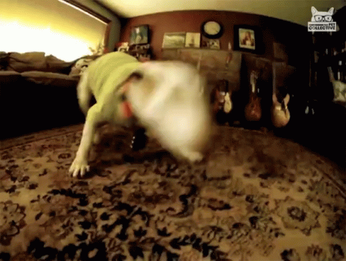 Dog Chasing Tail 498 X 376 Gif GIF