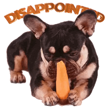 Dog Chewing Carrot With Disappointed