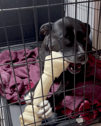 Dog Chews on Bone in Cage