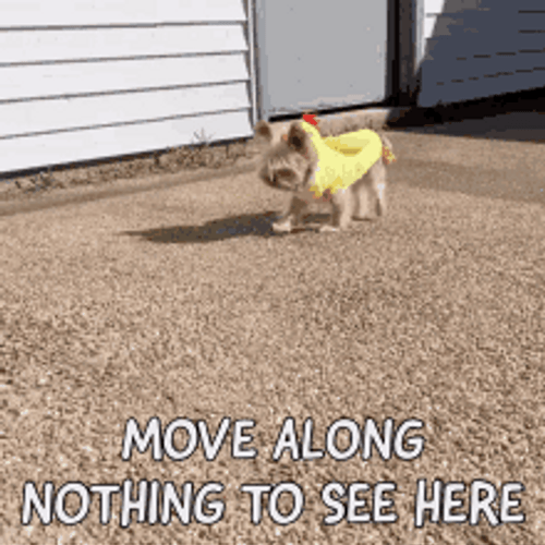 Dog Chicken Costume Moving Nothing To See Here GIF