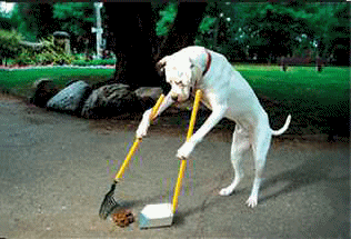 Dog Cleaning Up Its Poop GIF