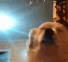 Dog Close Up Eyes Closed
