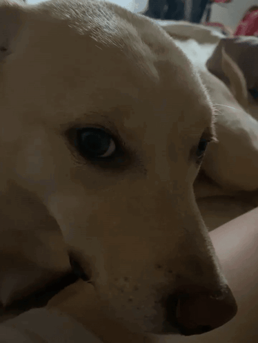 Dog Close Up Face With Person in Background