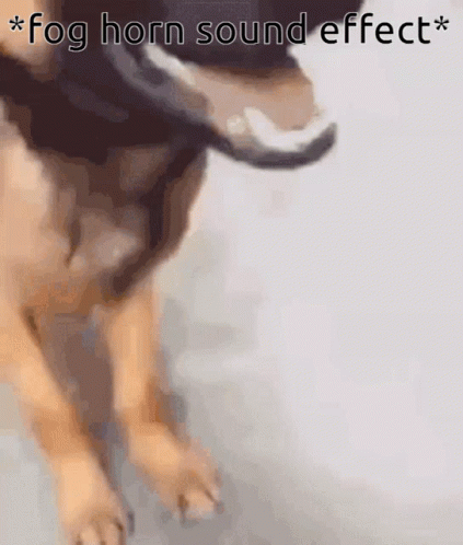 Dog Close Up Fog Horn Sound Effect GIF