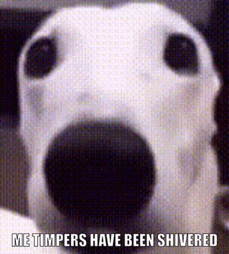 Dog Close Up Me Timbers Have Been Shivered GIF