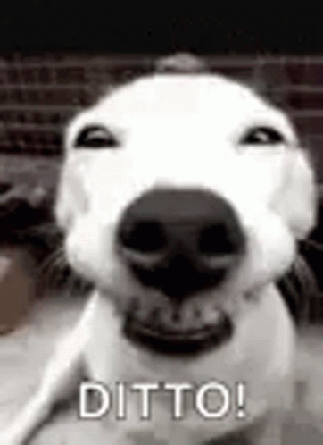 Dog Close Up Saying Ditto