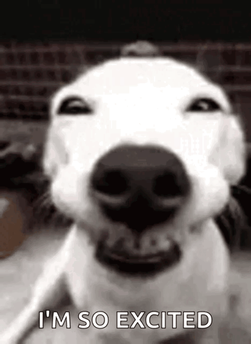 Dog Close Up Saying I'm So Excited