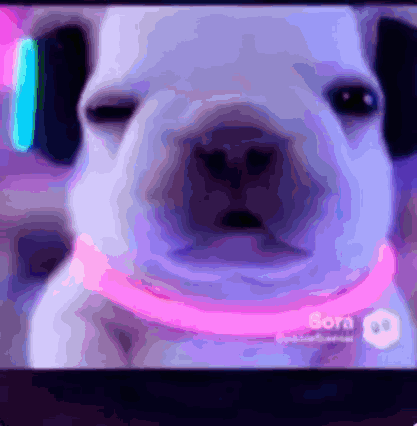 Dog Close Up Screen Saying Bora
