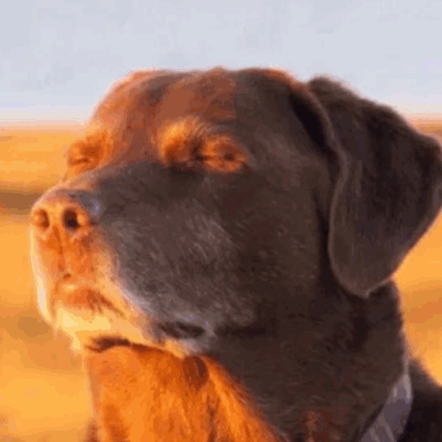 Dog Close Up with Eyes Closed