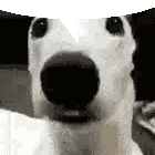 Dog Close Up with Large Black Nose