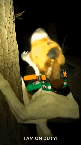 Dog Collar Saying I Am On Duty GIF