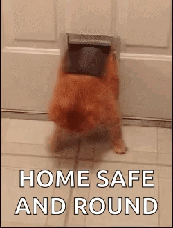 Dog Coming Out of Dog Door Home Safe