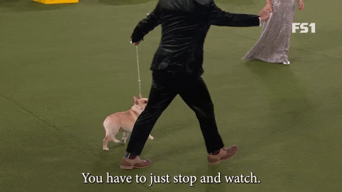 Dog Contest Walking GIF