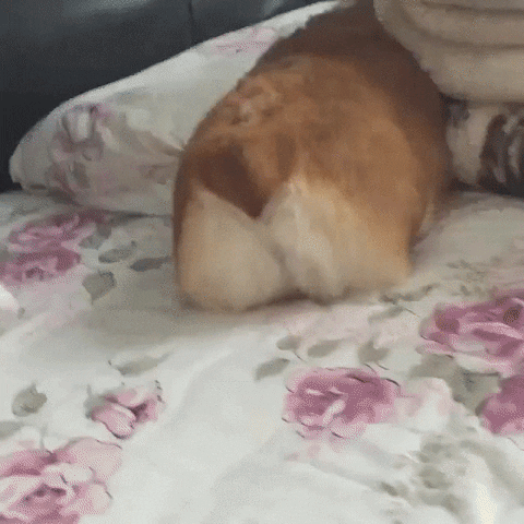 Dog Corgi Fluffy Butt Poke GIF