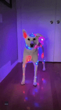 Dog Covered In Christmas Lights GIF