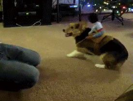 Dog Cowboy Toy Yeehaw Riding GIF