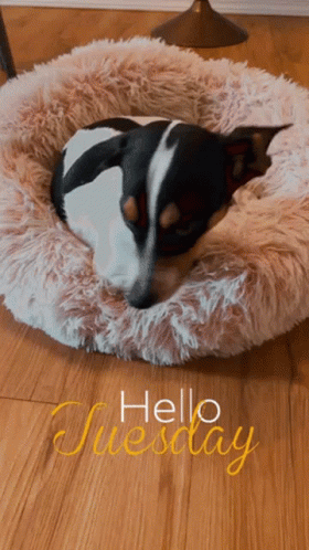 Dog Cozy Bed Cute Tuesday GIF