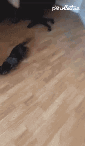 Dog Crawling on Wooden Floor with PetCollective