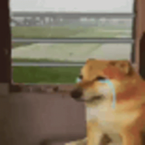 Dog Crying Looking Out Window