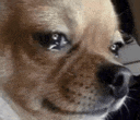Dog Crying Meme Doggo Crys Gif GIF