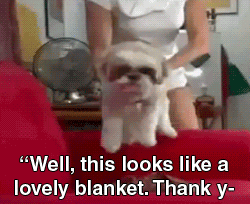 Dog Cursing Because It's A Trap GIF