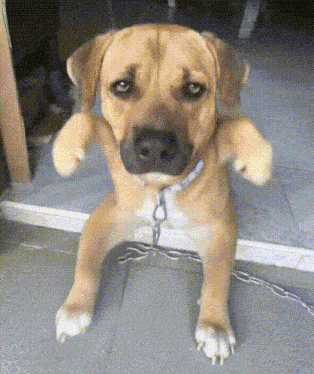 Dog Cute Dog Gif GIF