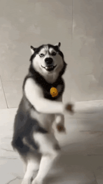 Dog Dance Husky Dance Gif GIF