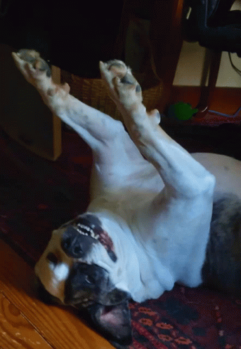 Funny Dog On Floor Dancing GIF