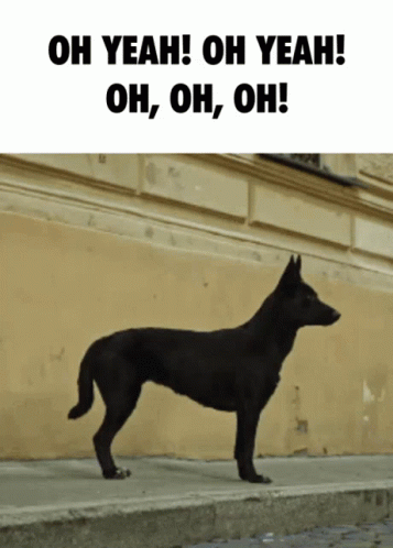 Oh Yeah Dog Dancing GIF