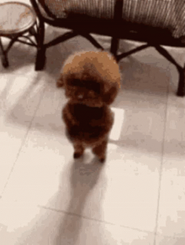 Standing Brown Dog Dancing GIF