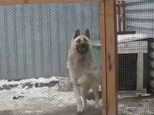 Dog In Cage Fence Dancing GIF
