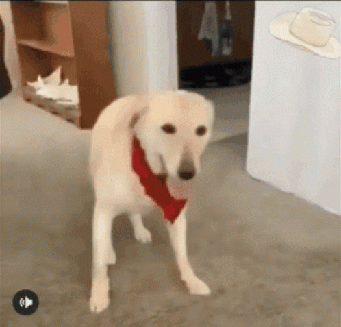Labrador Dog Dancing GIF